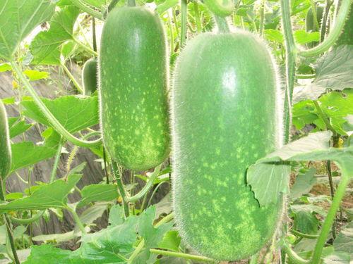 吃瓜网51官网版 网红大瓜图片,吃瓜网51官网版带你揭秘娱乐圈幕后真相