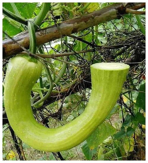 吃瓜网站51.吃瓜是什么意思