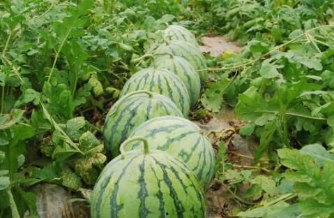 51今日吃瓜热门大瓜视频,揭秘热门大瓜视频背后的惊人真相